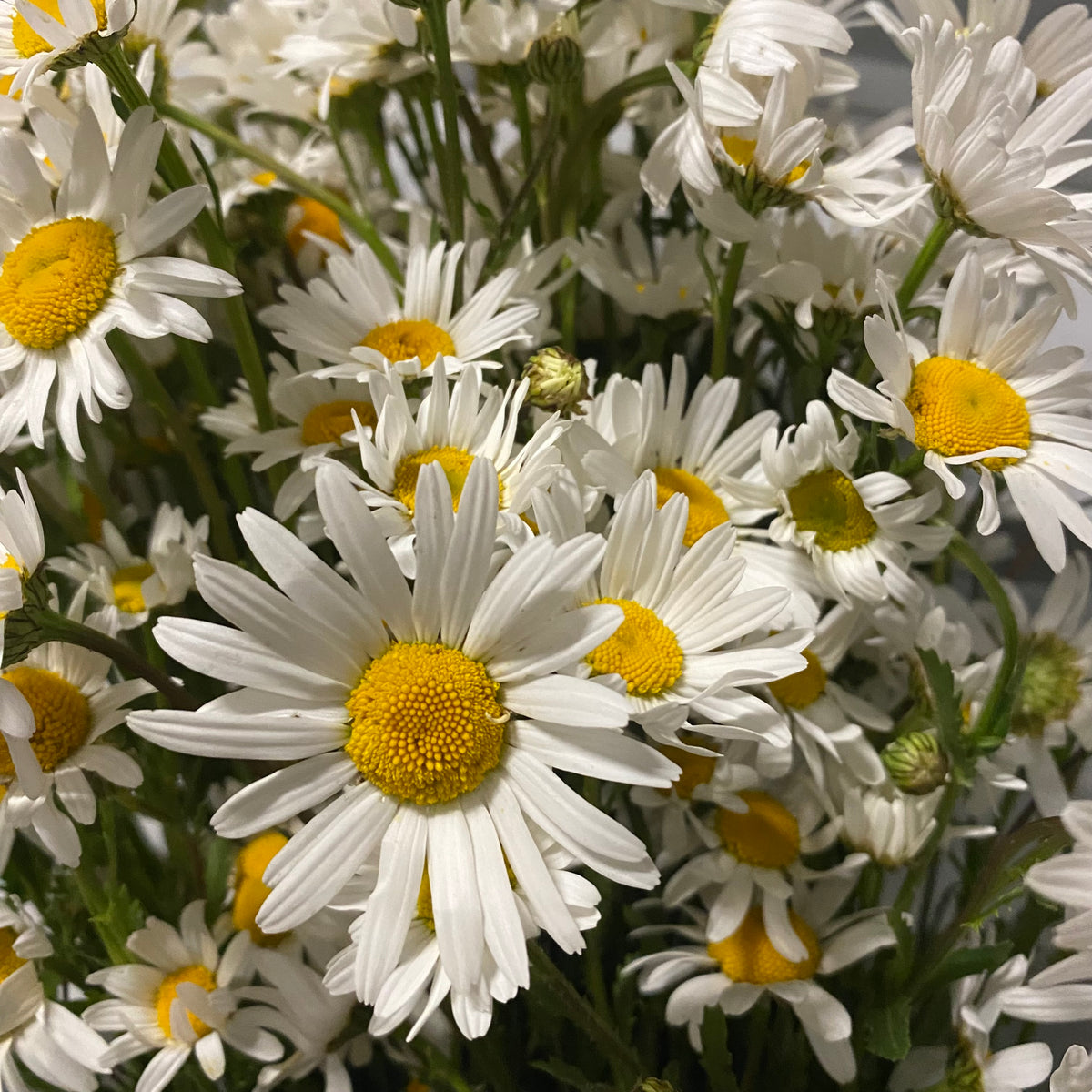 Leucanthemum &#39;Oxeye Daisy&#39; Wild (Bunches)