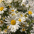 Leucanthemum 'Oxeye Daisy' Wild (Bunches)