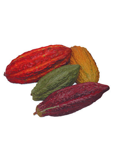 Theobroma Cacao &quot;Chocolate Pod&quot; (Various Sizes)