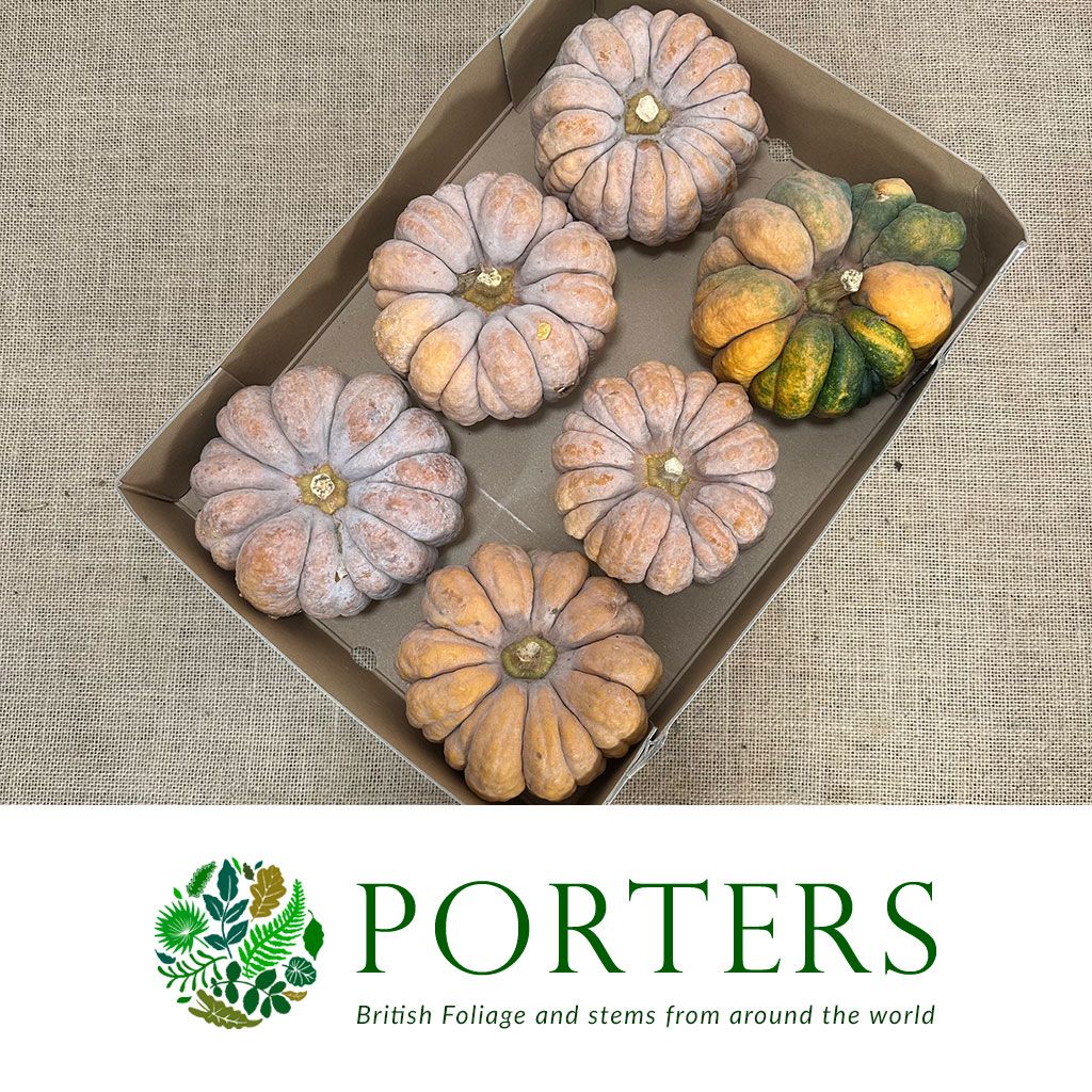 Pumpkini &#39;Moschata Hayato&#39; (Various Sizes)