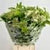 Viburnum 'Guelder' (Cultivated) (Various Sizes)