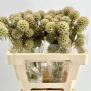 Scabiosa 'Stellata' 50cm (x50)