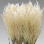 Pampas &#39;Fresh&#39; Natural (Various Sizes)
