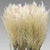 Pampas 'Fresh' Natural (Various Sizes)