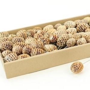 Cones &#39;Sabulosum&#39; (On Wire) (Bleached/Cream) (DRY) (80pcs)