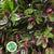 Hebe 'Red Large Leaf' Wild (Various Sizes)