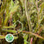 Salix 'Bandwing Willow' (Various Lengths)