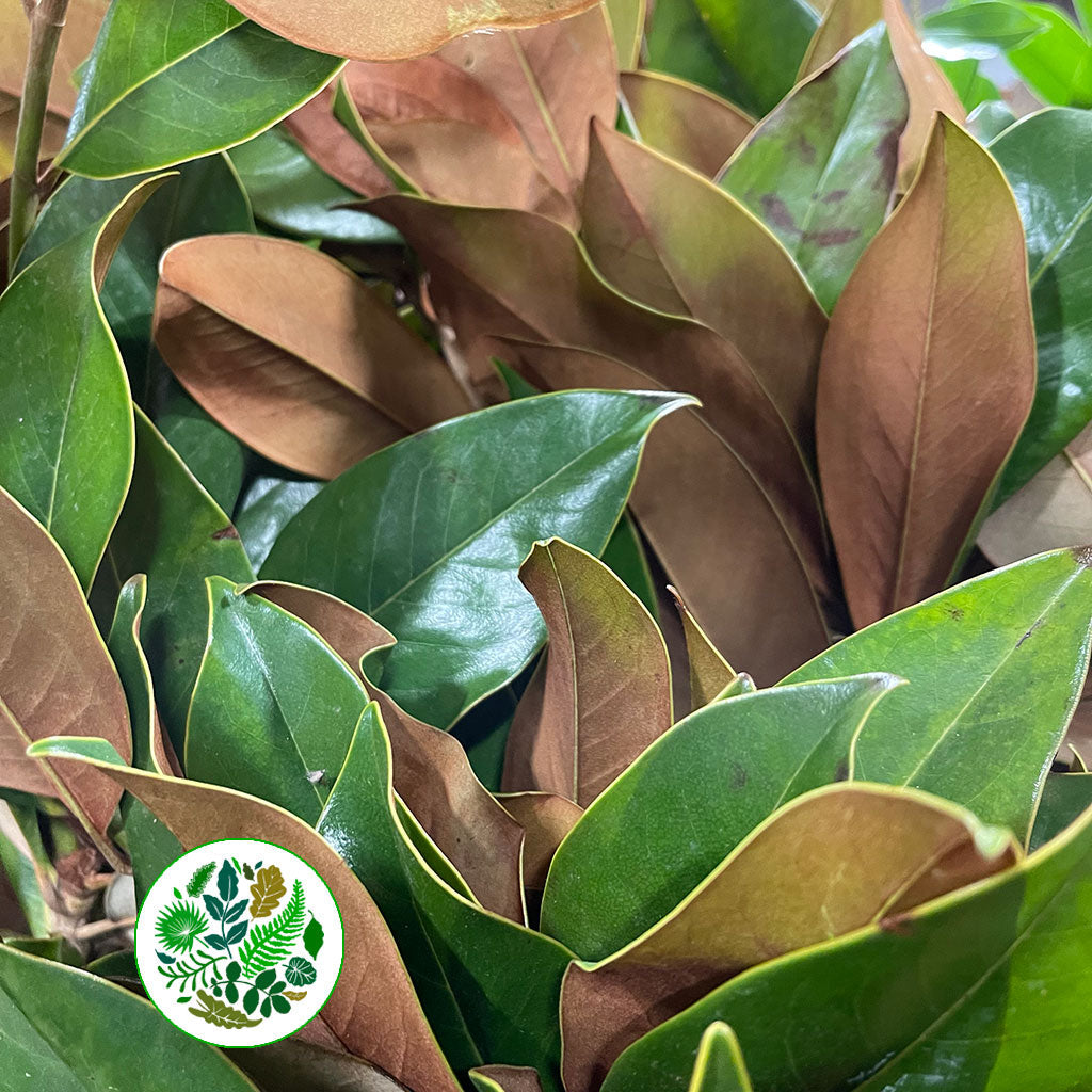 Magnolia &#39;Foliage&#39; (Various Sizes)