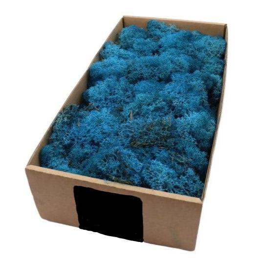 Moss &#39;Reindeer&#39; (DRY) (Various Colours) (500g)