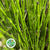 Dogwood 'Green' (Wild) (Various Lengths)