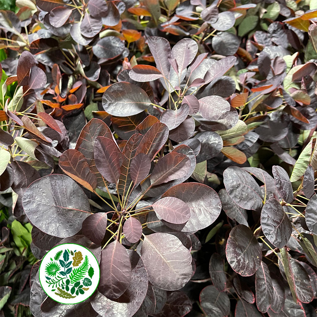 Cotinus &#39;Red Foliage&#39; (Wild) (Various Sizes)