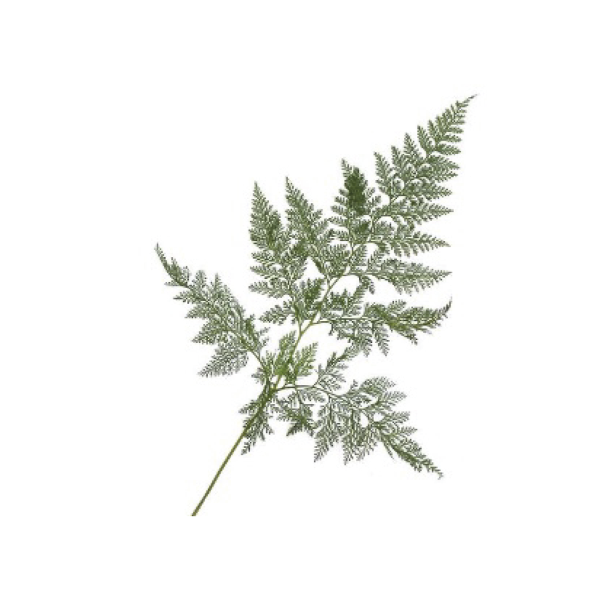 Fern &#39;Davallia Fern&#39; (Various Sizes)