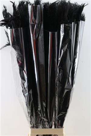 Grass 'Pampas' (Dadang) (Coloured) (DRY) (Various Sizes)