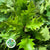 Oak 'Spanish Oak' (Cultivated) (Various Sizes)
