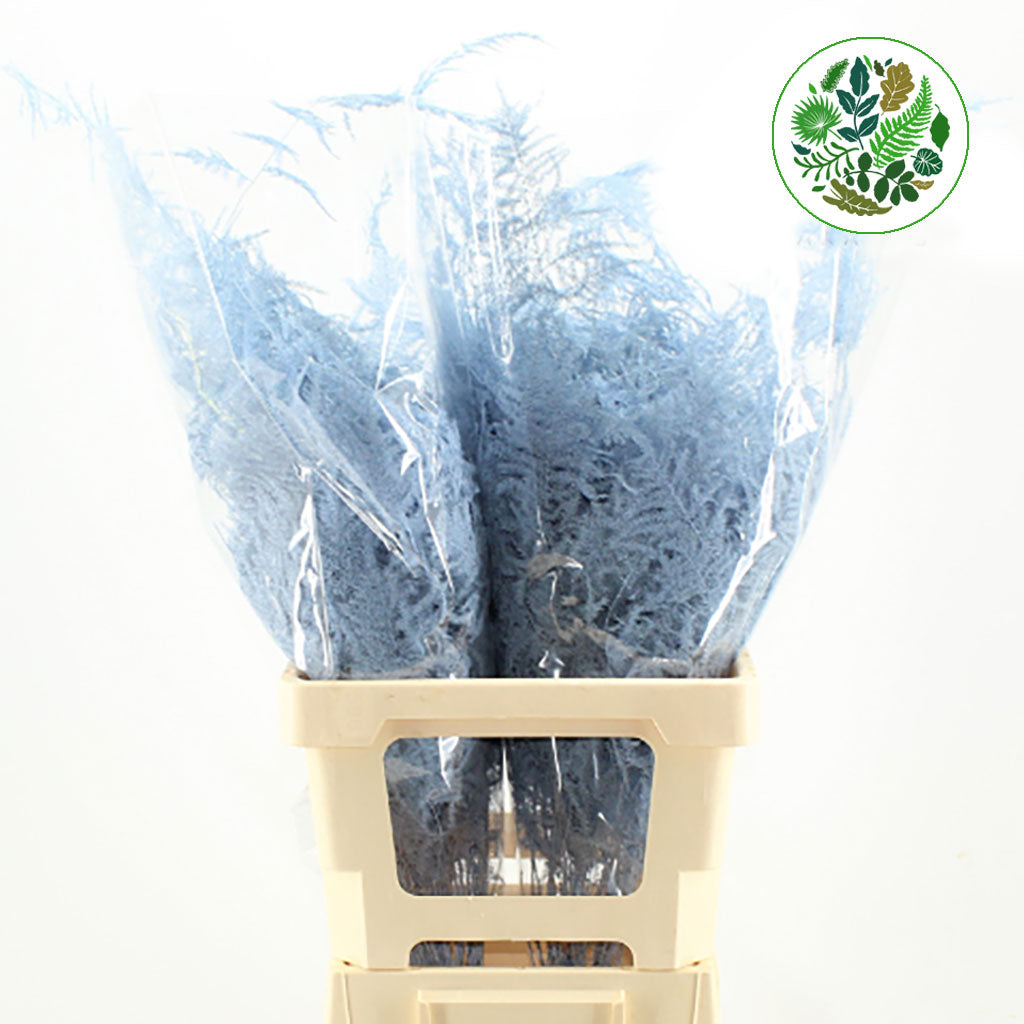 Fern 'Asparagus' (Painted) 65cm (Various Colours) (x50)