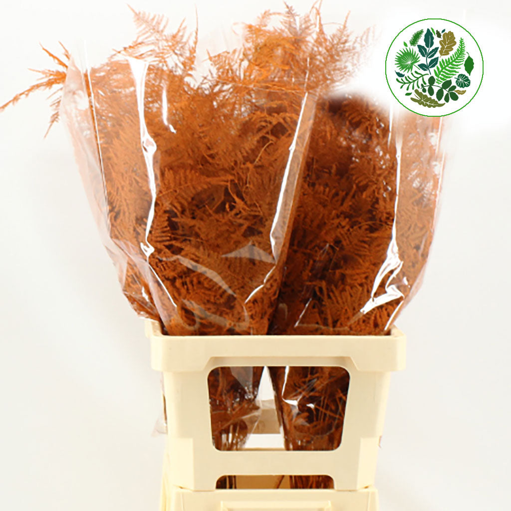 Fern 'Asparagus' (Painted) 85cm (Various Colours) (x50)