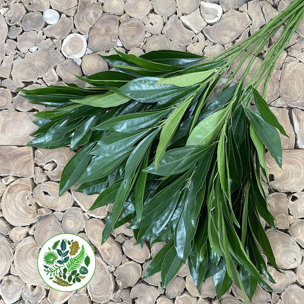 Coccullus &#39;Leaves&#39; (Various Sizes)