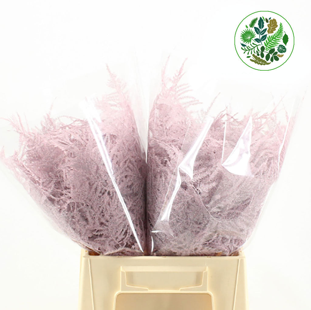 Fern 'Asparagus' (Painted) 45cm (Various Colours) (x50)