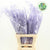 Fern 'Asparagus' (Painted) 85cm (Various Colours) (x50)