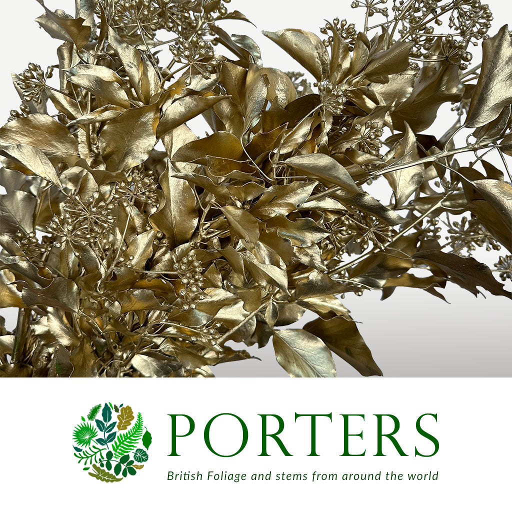 Ivy &#39;Berried&#39; (Painted) (Various Colours) (300g)