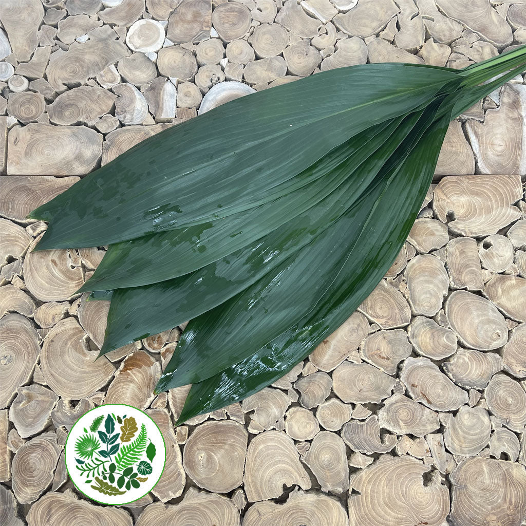 Aspidistra &#39;Green&#39; (Various Lengths)