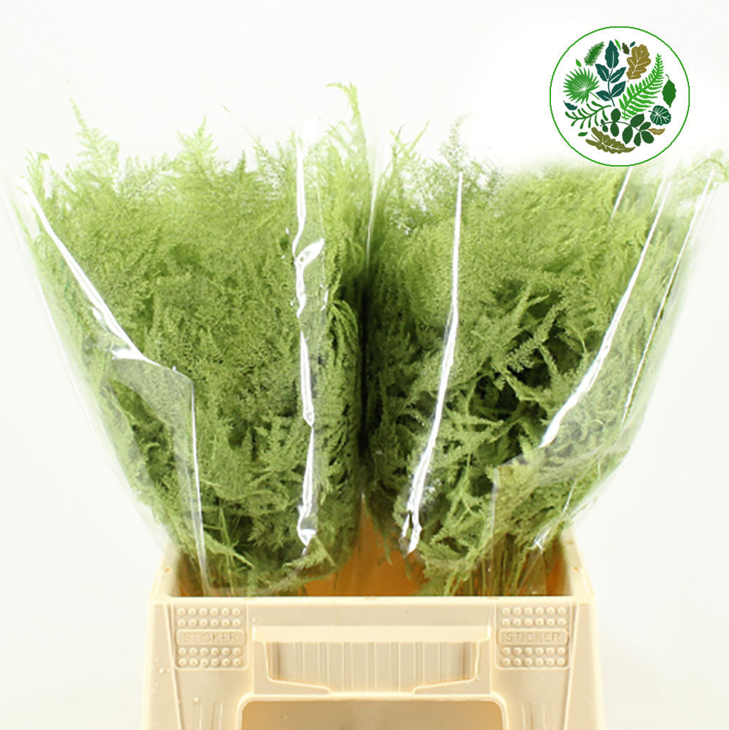 Fern &#39;Asparagus&#39; (Painted) 45cm (Various Colours) (x50)