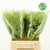 Fern 'Asparagus' (Painted) 45cm (Various Colours) (x50)