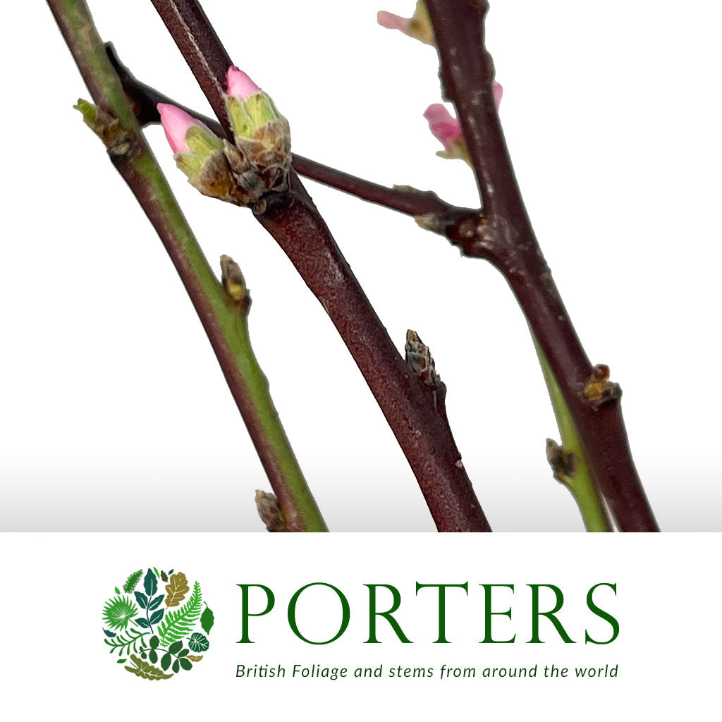 Blossom &#39;Pink&#39; (Peach) &#39;Single&#39; (Cultivated) (Various Lengths)