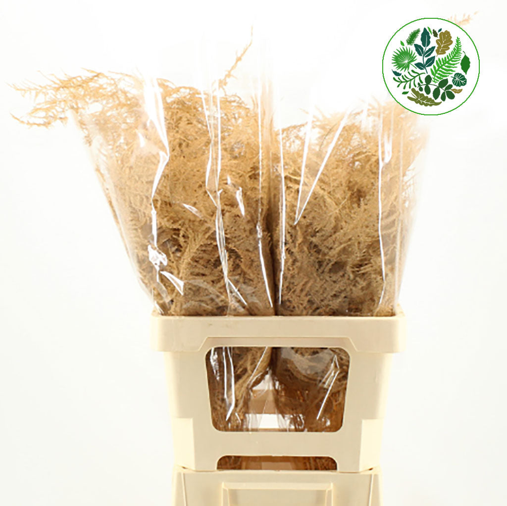 Fern 'Asparagus' (Painted) 85cm (Various Colours) (x50)