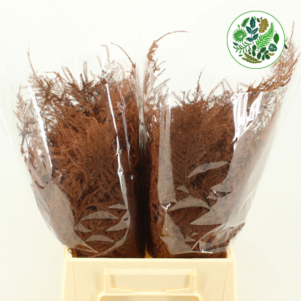 Fern 'Asparagus' (Painted) 45cm (Various Colours) (x50)