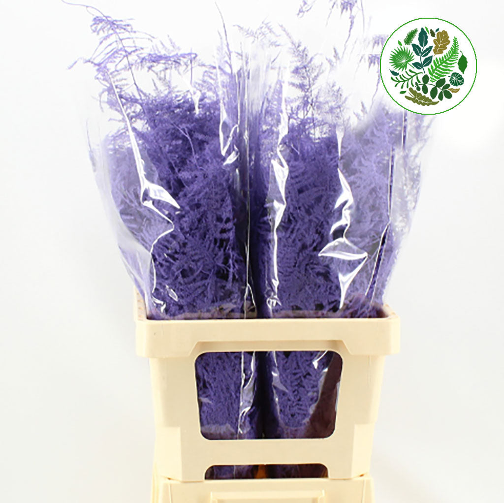 Fern 'Asparagus' (Painted) 65cm (Various Colours) (x50)