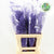 Fern 'Asparagus' (Painted) 65cm (Various Colours) (x50)