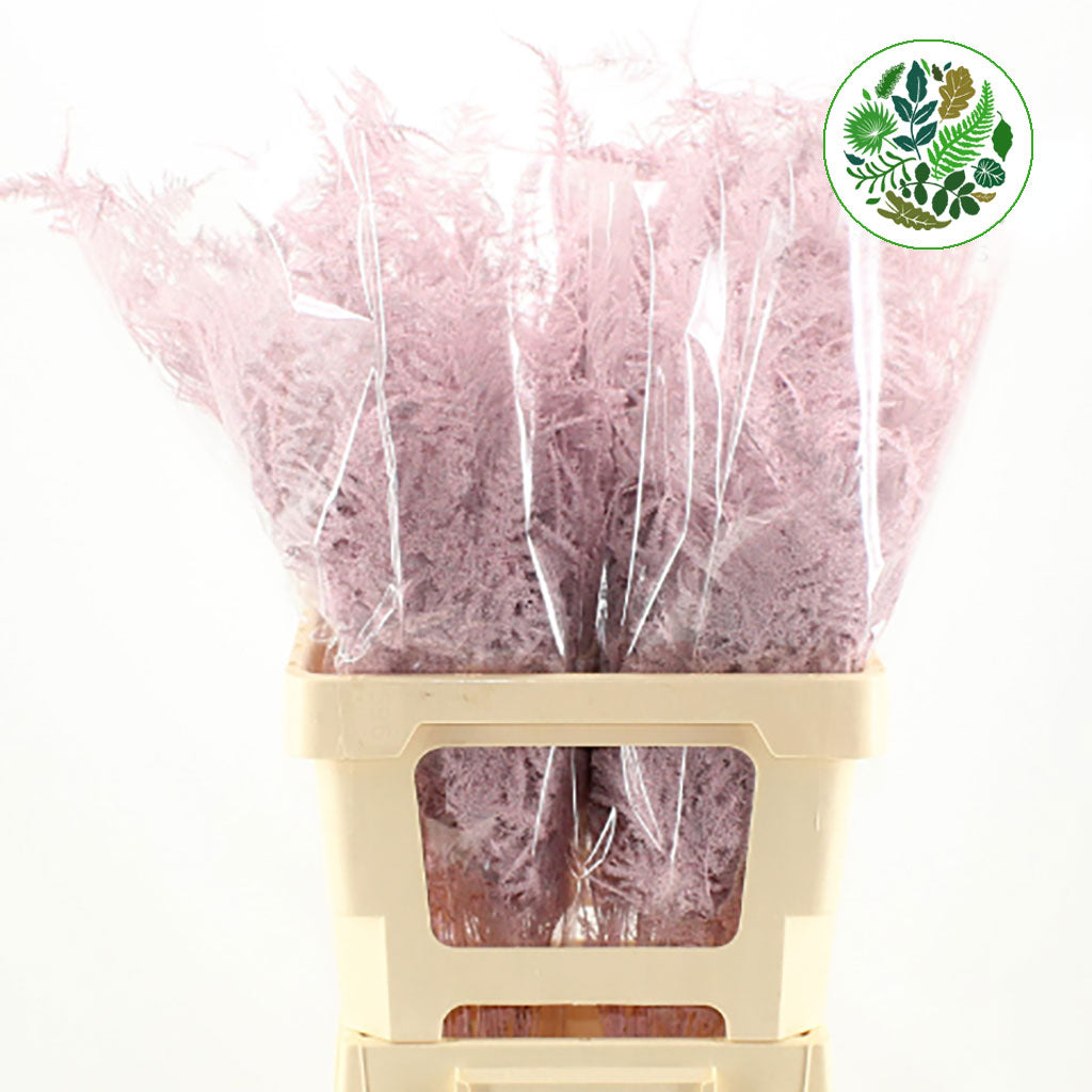 Fern 'Asparagus' (Painted) 85cm (Various Colours) (x50)