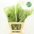Fern 'Asparagus' (Painted) 65cm (Various Colours) (x50)