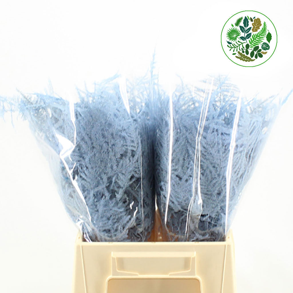 Fern 'Asparagus' (Painted) 45cm (Various Colours) (x50)