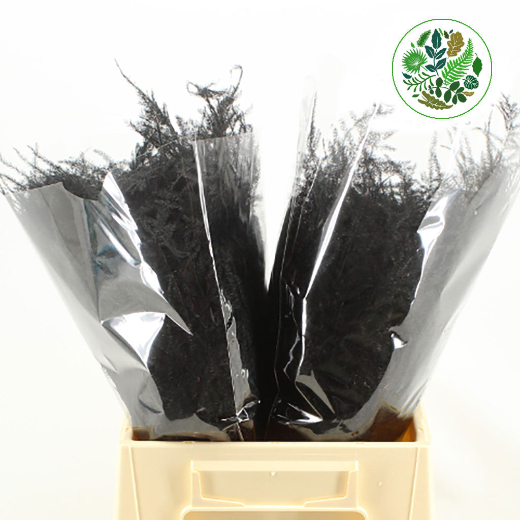 Fern 'Asparagus' (Painted) 45cm (Various Colours) (x50)