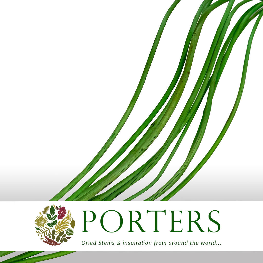 Twigs 'Weiden Curl' (Painted) (DRY) (Various Colours) 1m (x10)