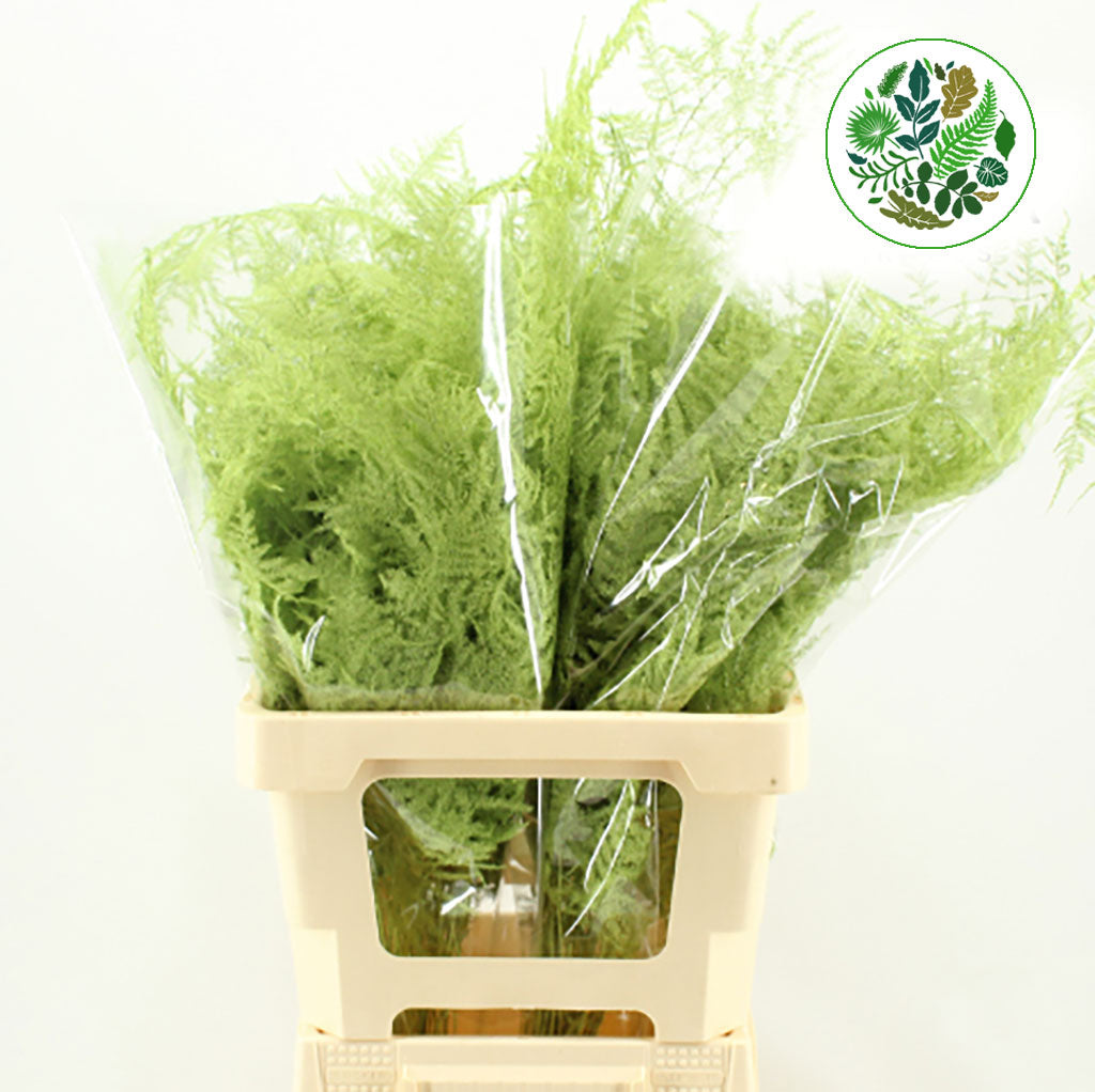 Fern 'Asparagus' (Painted) 85cm (Various Colours) (x50)