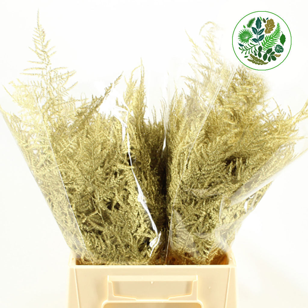 Fern 'Asparagus' (Painted) 45cm (Various Colours) (x50)