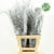 Fern 'Asparagus' (Painted) 85cm (Various Colours) (x50)