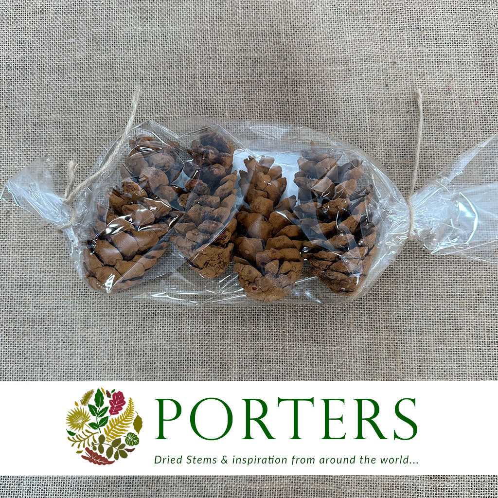 Cones &#39;Strobus&#39; (Scented) (DRY) (Various Sizes)