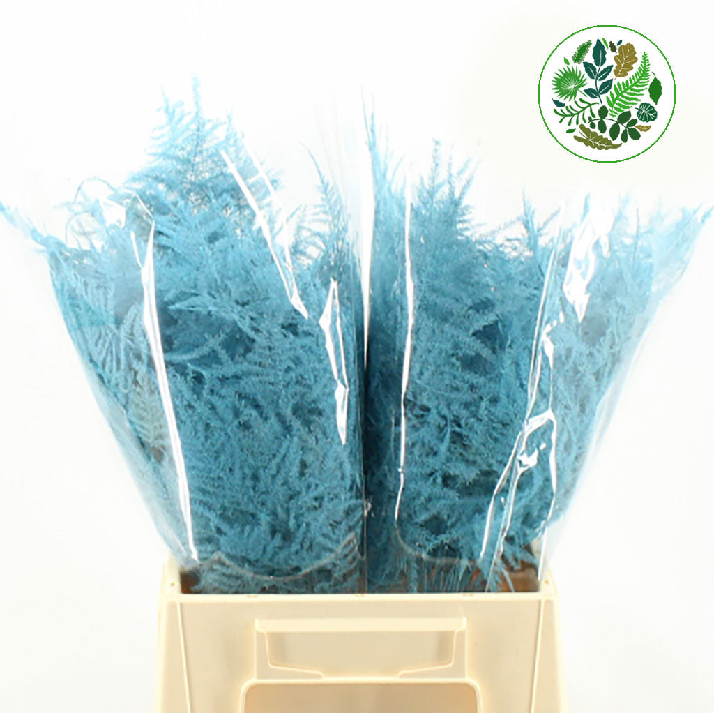 Fern &#39;Asparagus&#39; (Painted) 45cm (Various Colours) (x50)