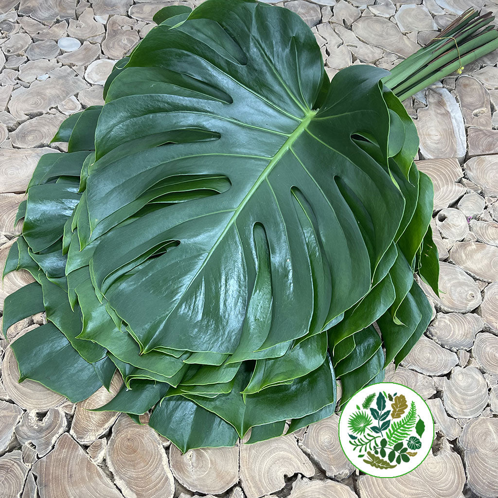 Monstera &#39;Leaves&#39; (Various Sizes)