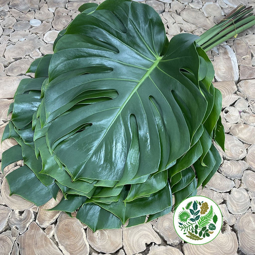 Monstera &#39;Leaves&#39; (Various Sizes)