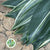 Aspidistra 'Variegated' (Various Lengths)