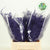 Fern 'Asparagus' (Painted) 45cm (Various Colours) (x50)