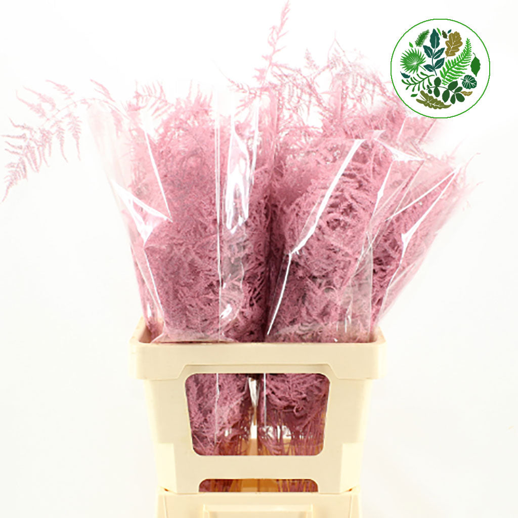 Fern 'Asparagus' (Painted) 65cm (Various Colours) (x50)