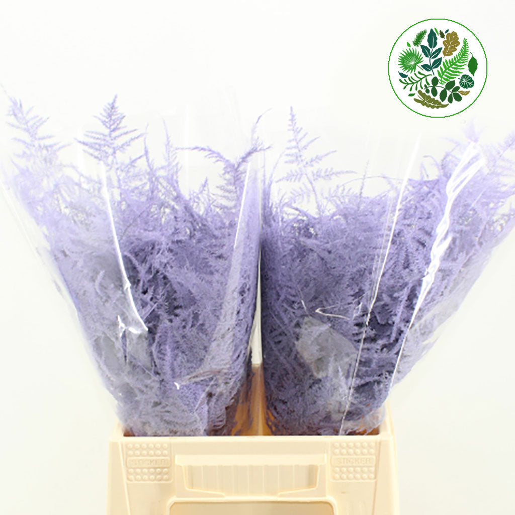 Fern &#39;Asparagus&#39; (Painted) 45cm (Various Colours) (x50)