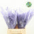 Fern 'Asparagus' (Painted) 45cm (Various Colours) (x50)