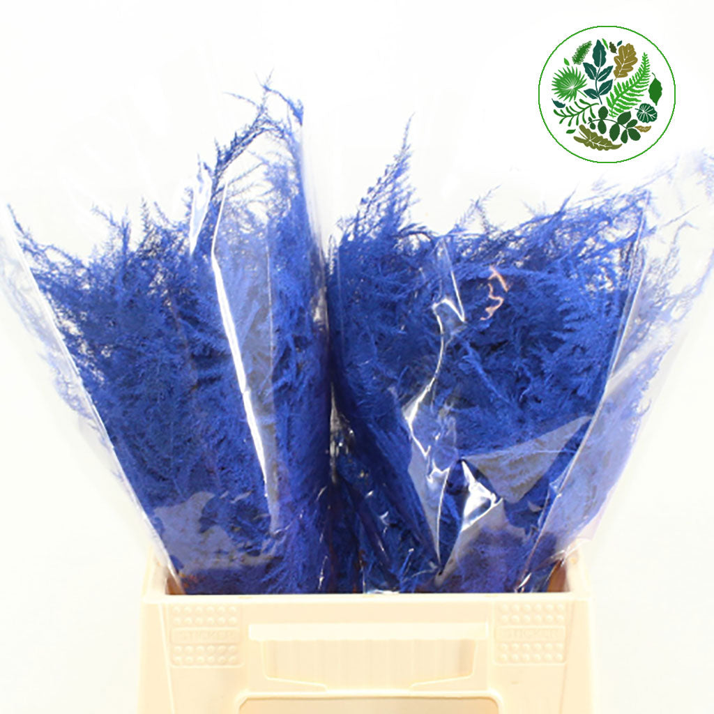 Fern 'Asparagus' (Painted) 45cm (Various Colours) (x50)